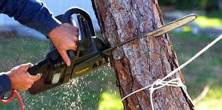 Best Hazardous Tree Removal  in Ripley, OH