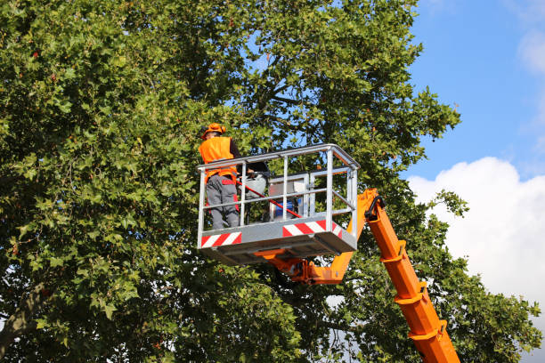 Best Tree Disease Treatment  in Ripley, OH