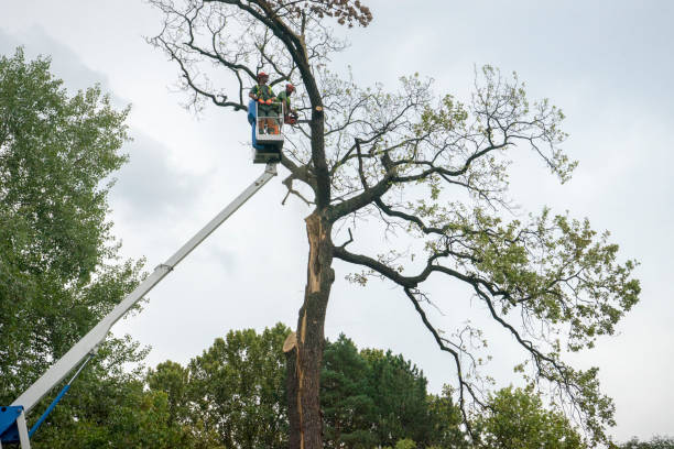 Best Emergency Tree Removal  in Ripley, OH